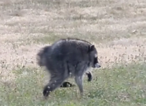 Jimothy the Raccoon meme