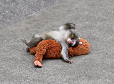 Punch the Monkey meme